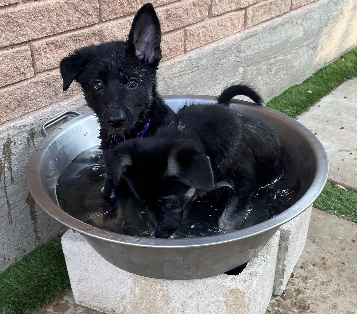 Enlarge Hot Pups - 2 Girls, a Adoptable German Shepherd Dog in Dallas, TX image 4/5