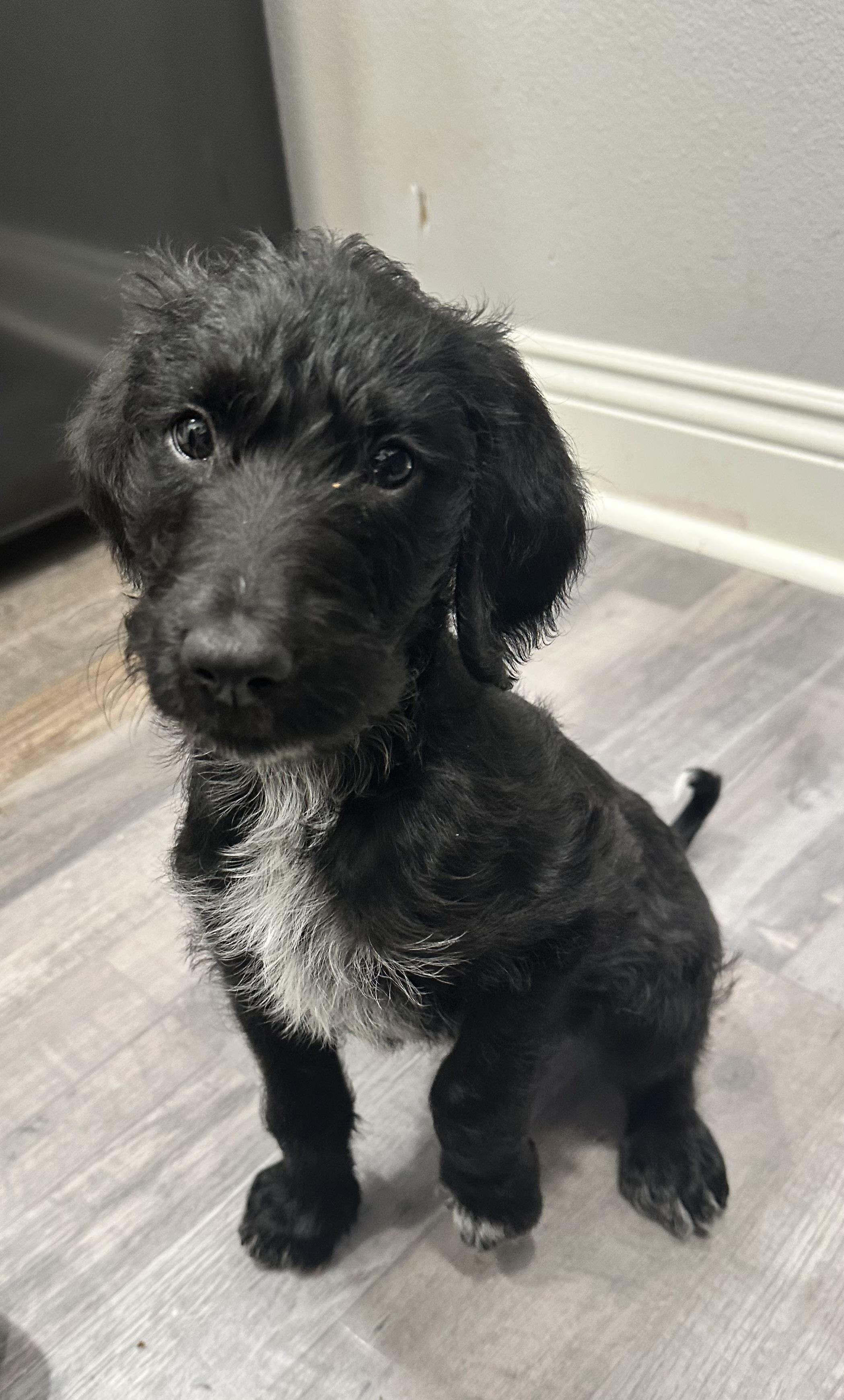 Enlarge Floyd, an adopted mixed breed in Baker, LA image 4/4