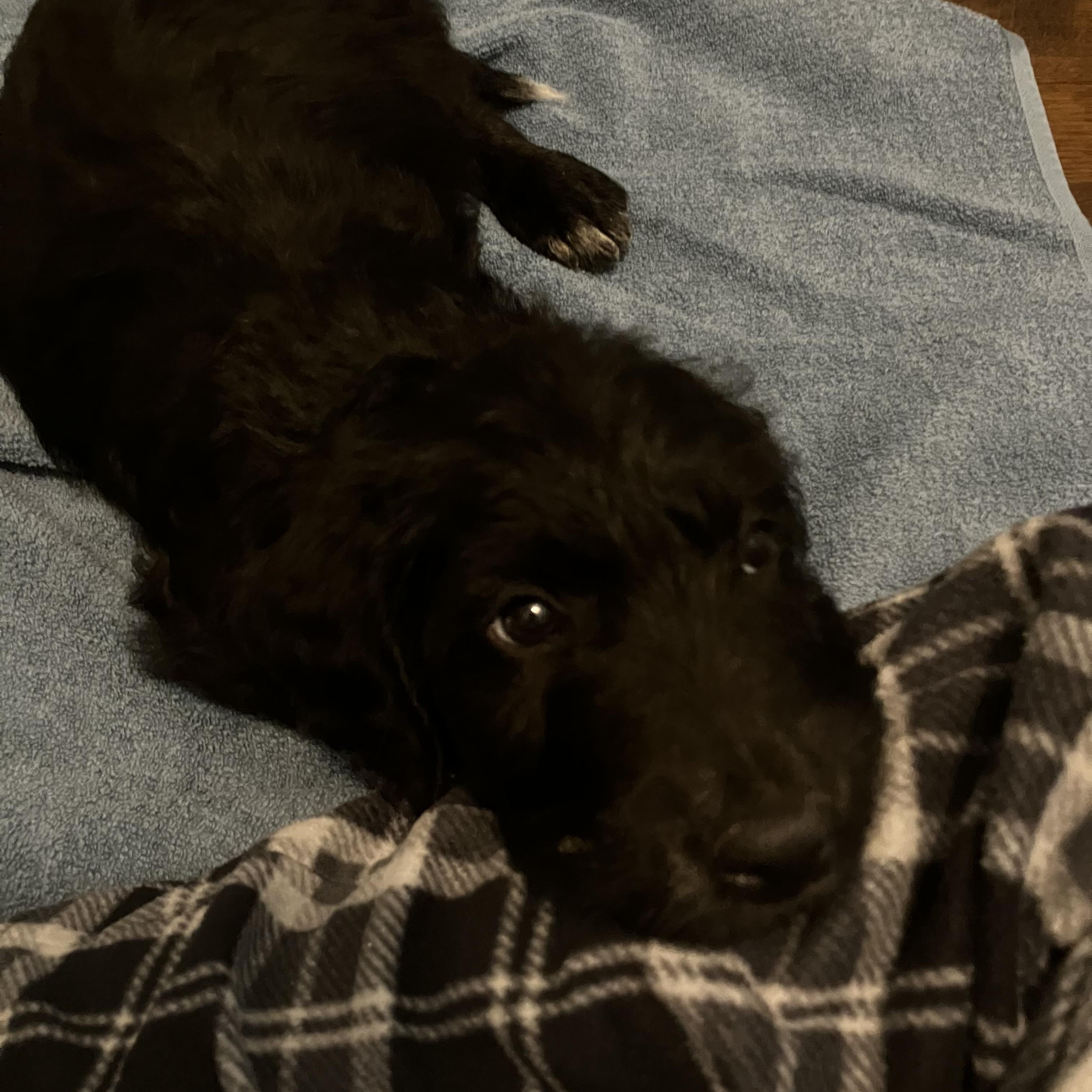 Enlarge Floyd, an adopted mixed breed in Baker, LA image 2/4