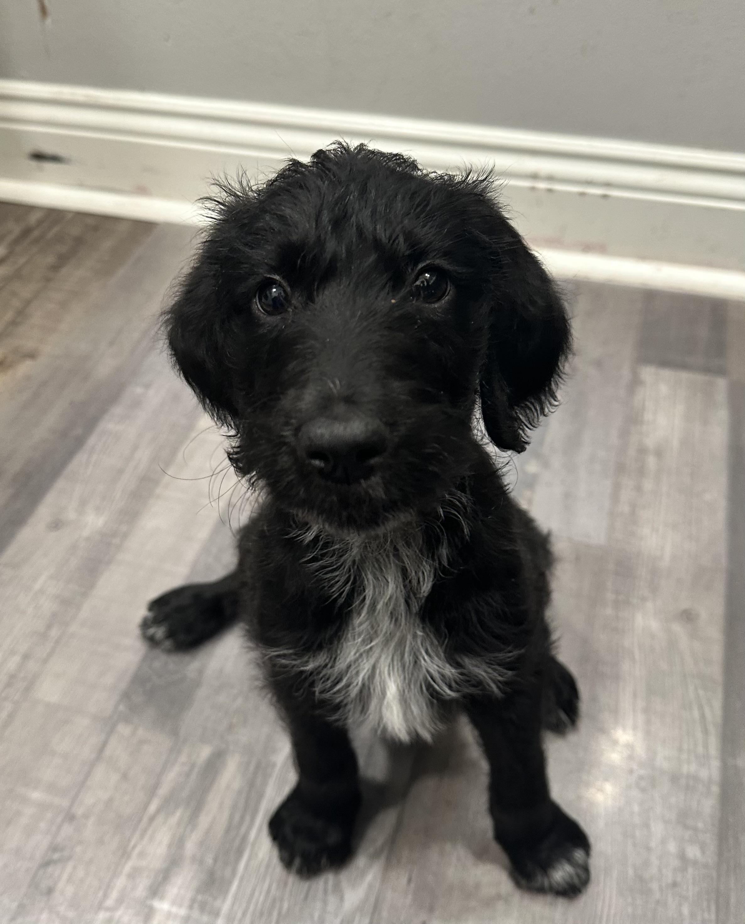 Floyd, adopted, Puppy Male Poodle.