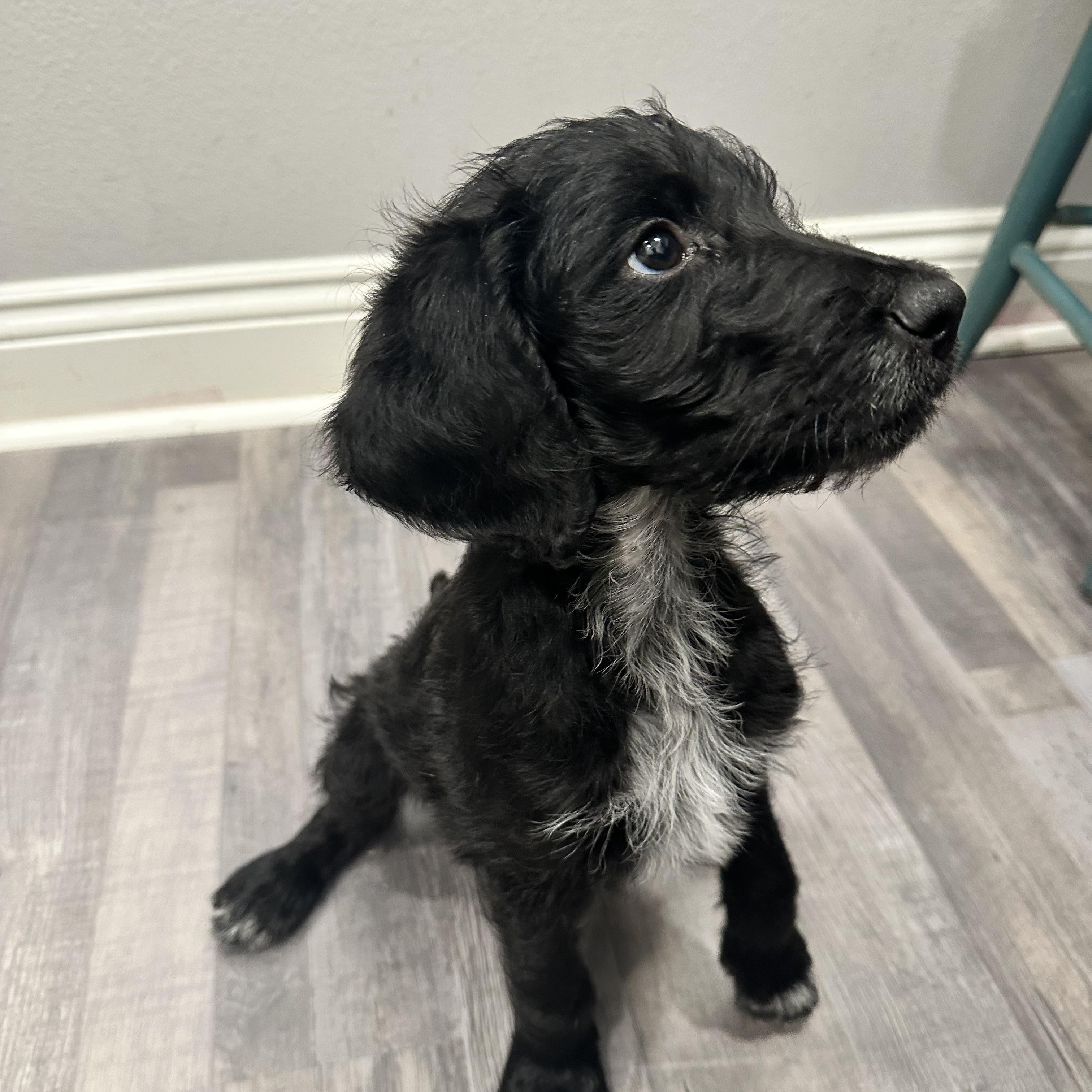 Enlarge Floyd, an adopted mixed breed in Baker, LA image 3/4