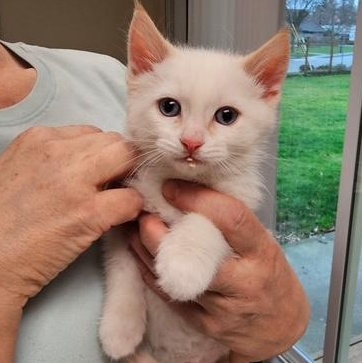 Jack - (AB), an adopted Domestic Medium Hair in Burlington, WA image 2/3