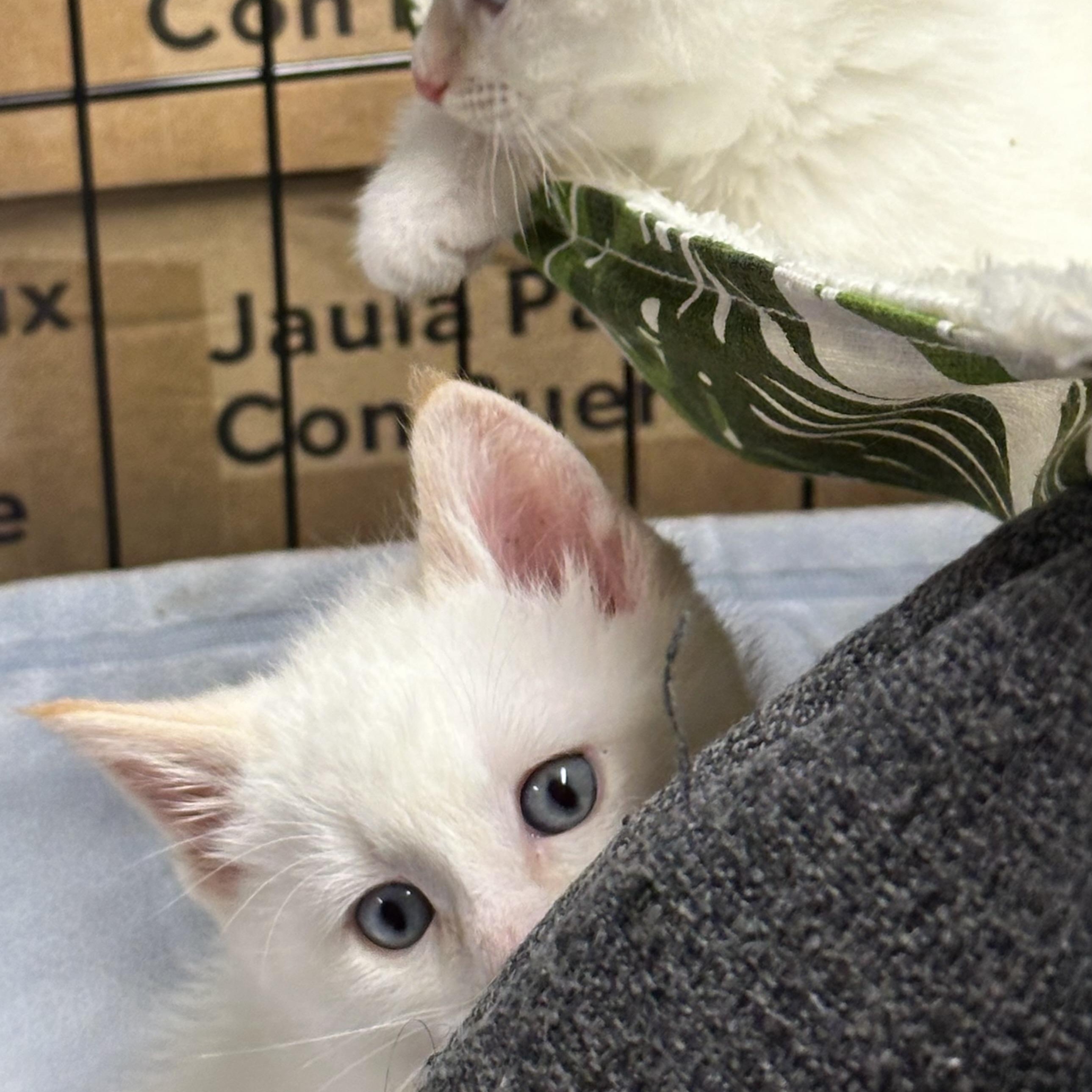 Jack - (AB), an adopted Domestic Medium Hair in Burlington, WA image 3/3