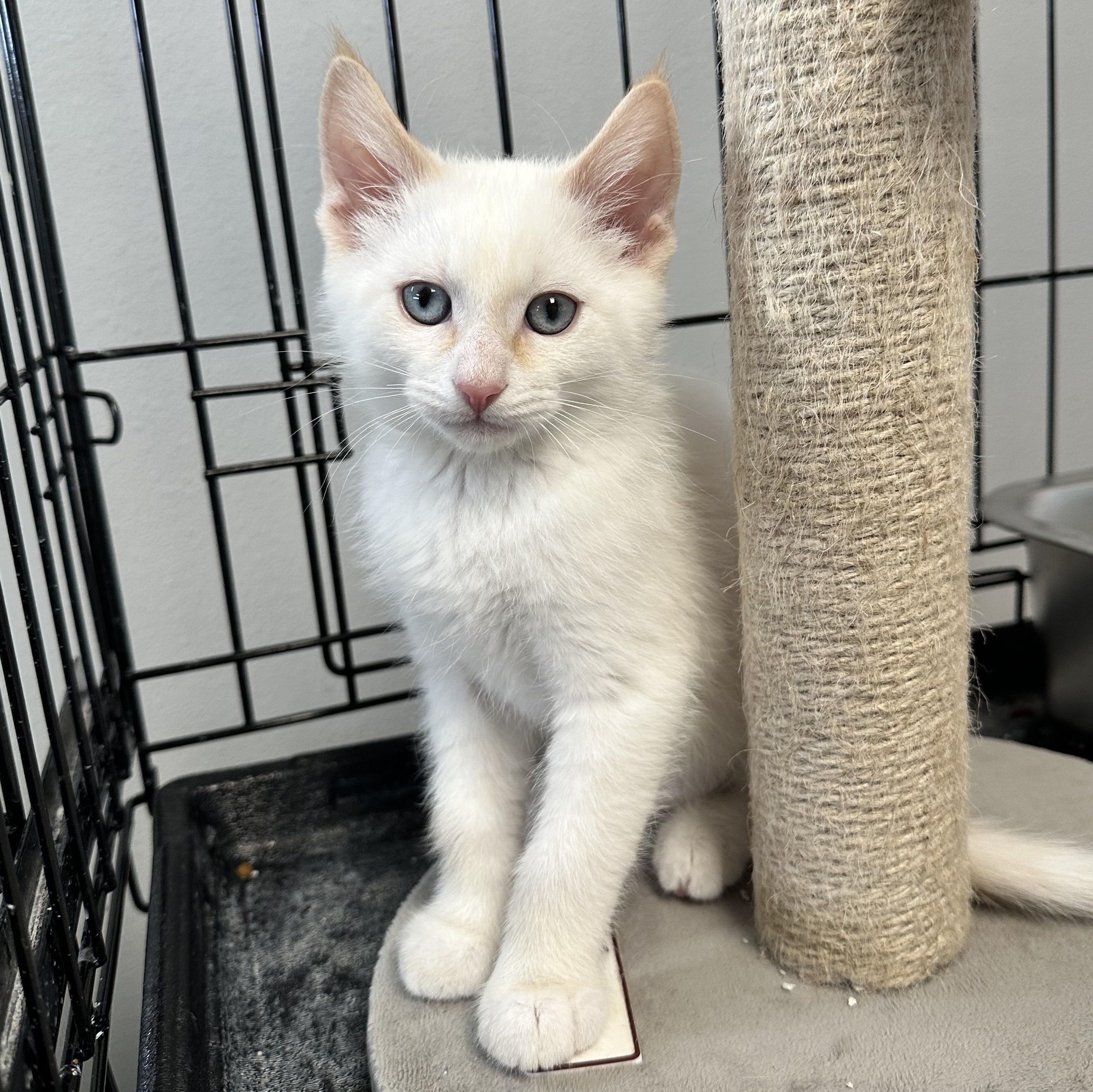 Jack - (AB), an adopted Domestic Medium Hair in Burlington, WA image 1/3