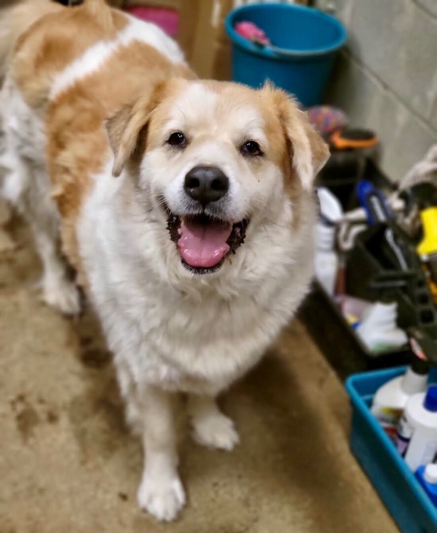 Enlarge Fluffy & Poe, a Adoptable mixed breed in Georgetown, TN image 1/5