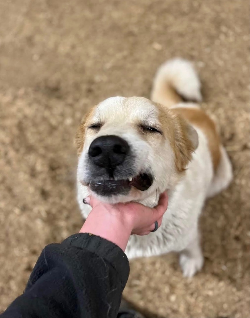 Enlarge Fluffy & Poe, a Adoptable mixed breed in Georgetown, TN image 2/5
