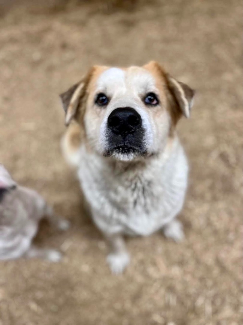 Enlarge Fluffy & Poe, a Adoptable mixed breed in Georgetown, TN image 3/5
