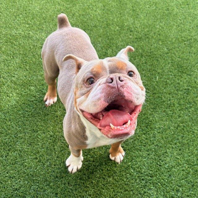 Enlarge George, a Adopted American Bulldog in Burlingame, CA image 1/2