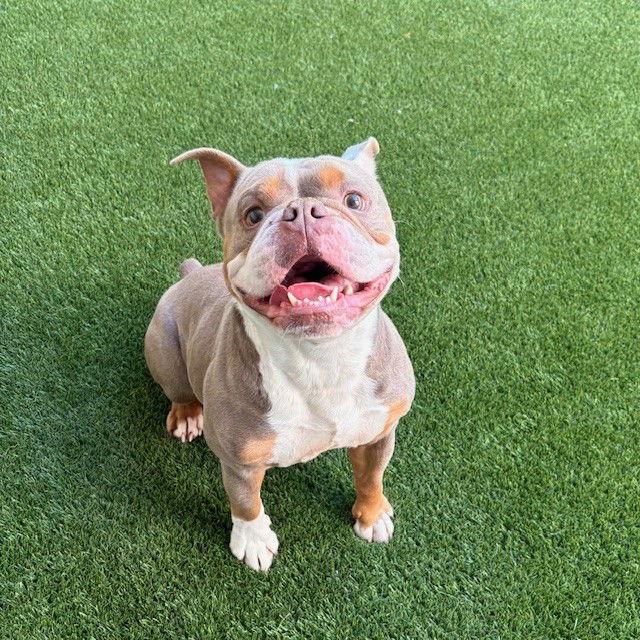 Enlarge George, a Adopted American Bulldog in Burlingame, CA image 2/2