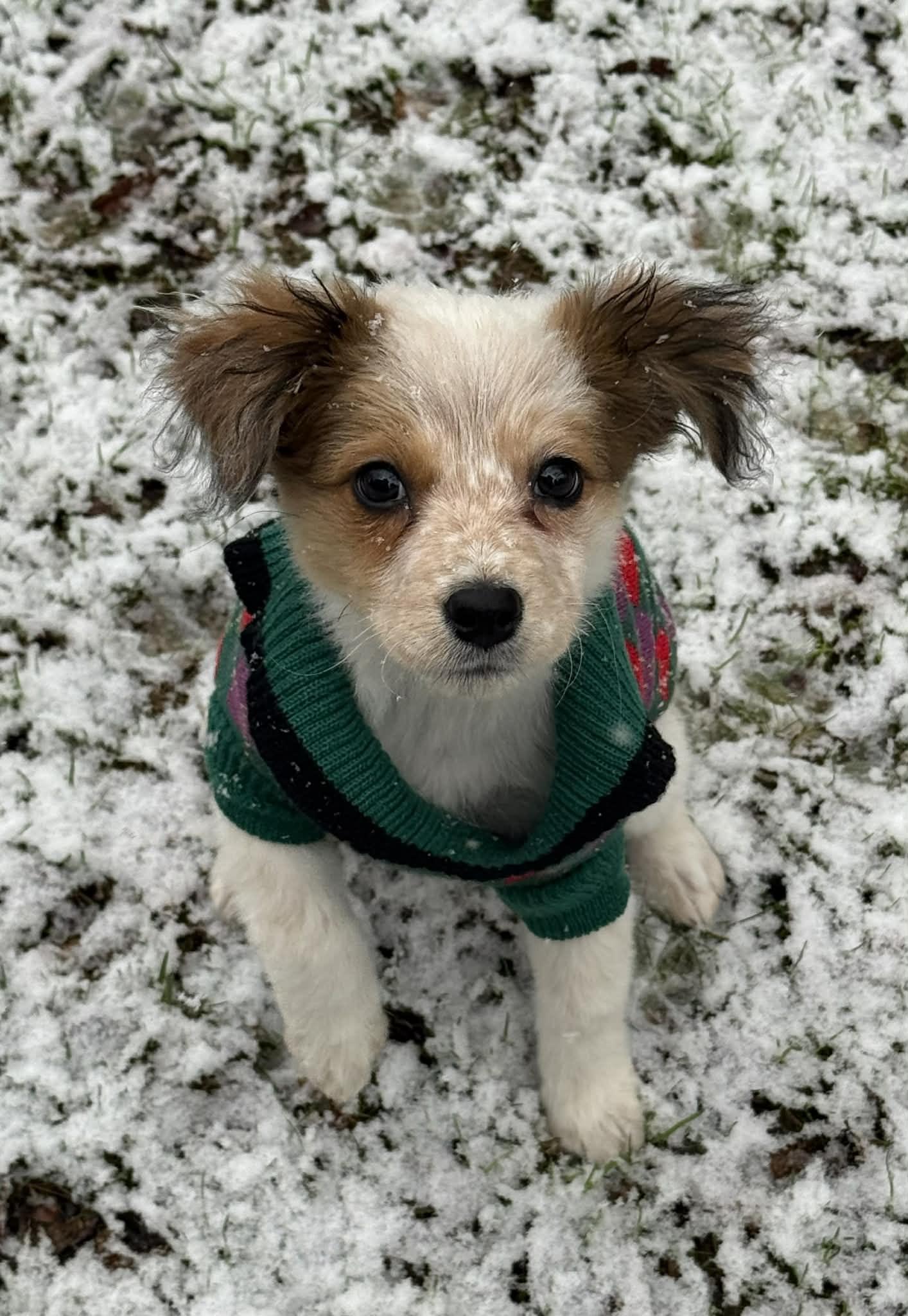Sophie, an adopted mixed breed in Ellicott City, MD image 1/2