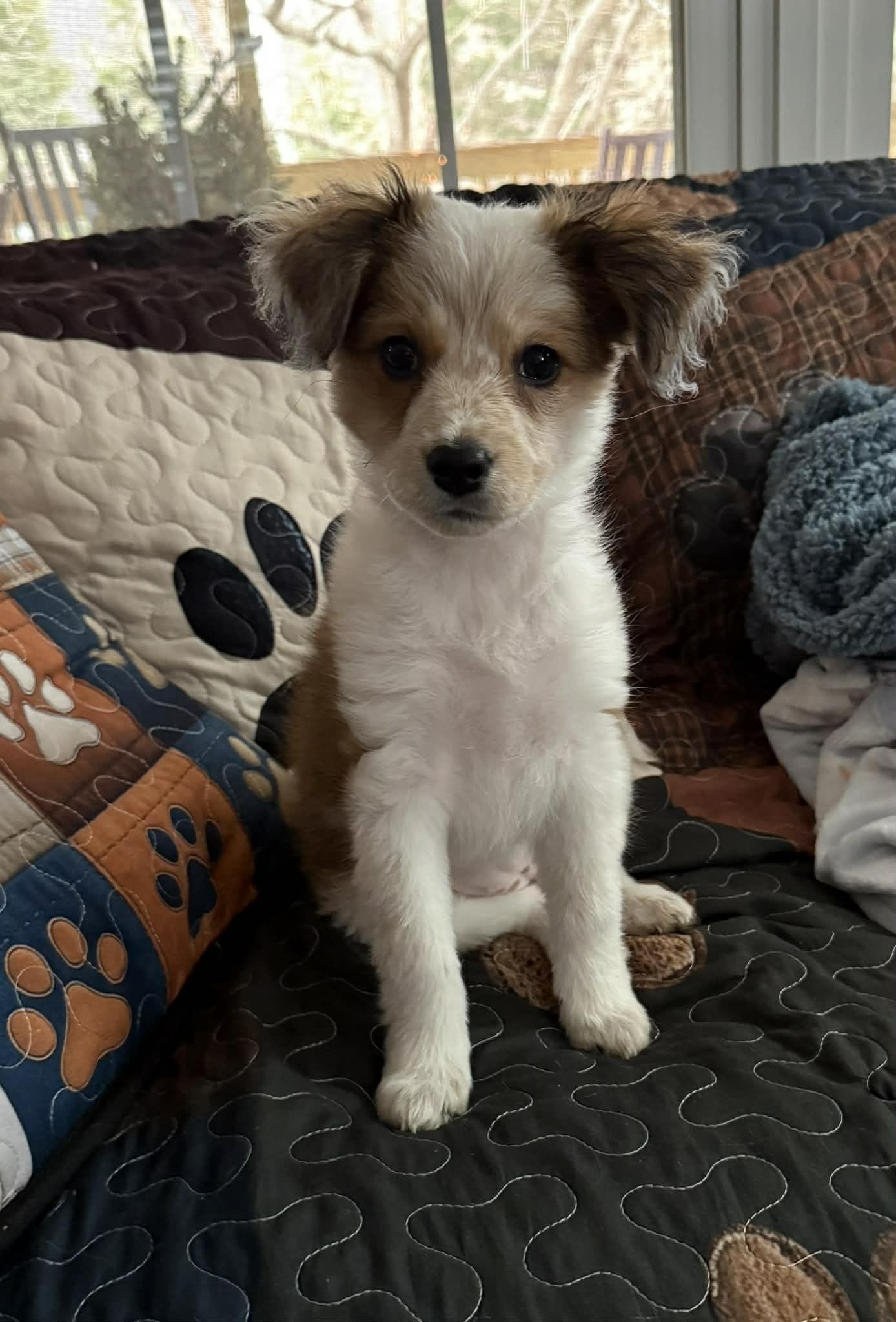 Sophie, an adopted mixed breed in Ellicott City, MD image 2/2