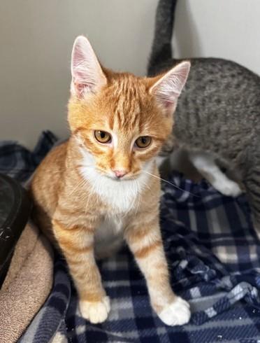 Enlarge Lorado, a ADOPTABLE Domestic Short Hair in Hutchinson, MN image 3/3