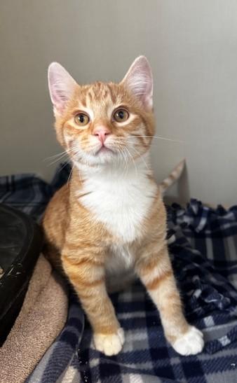 Lorado, ADOPTABLE, Kitten Male Domestic Short Hair.
