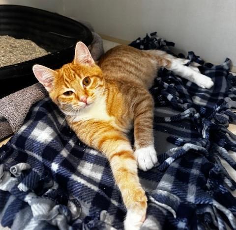 Enlarge Lorado, a ADOPTABLE Domestic Short Hair in Hutchinson, MN image 2/3