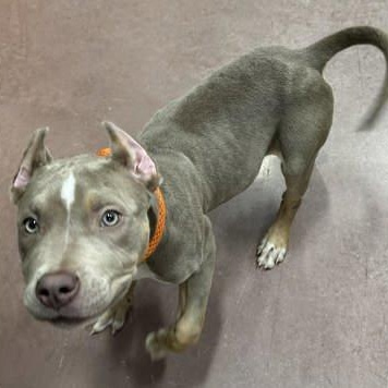 Enlarge Duckie, a ADOPTABLE mixed breed in The Colony, TX image 2/3