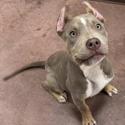 Enlarge Duckie, a ADOPTABLE mixed breed in The Colony, TX image 3/3