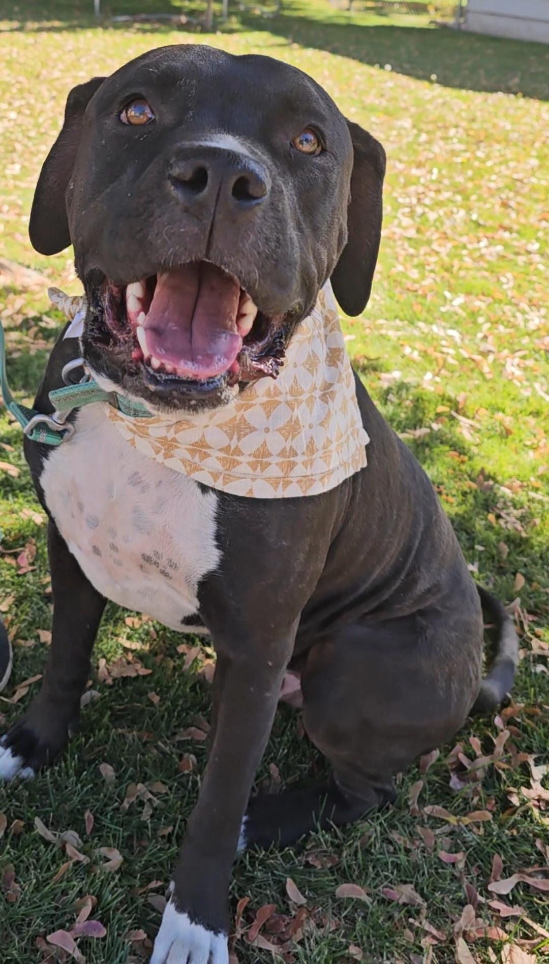 Enlarge Killua, a Adoptable mixed breed in Twin Falls, ID image 2/6