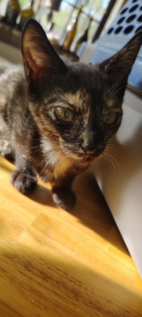 Enlarge Curious Georgina 'CG', a Adoptable mixed breed in Labelle, FL image 1/4