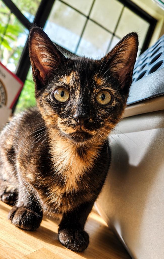 Enlarge Curious Georgina 'CG', a Adoptable mixed breed in Labelle, FL image 2/4