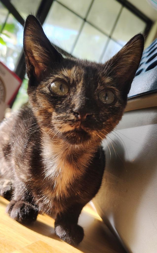 Enlarge Curious Georgina 'CG', a Adoptable mixed breed in Labelle, FL image 3/4
