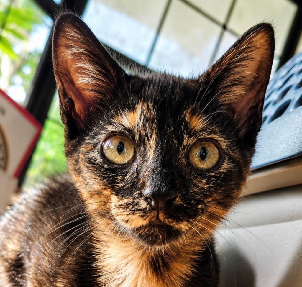 Enlarge Curious Georgina 'CG', a Adoptable mixed breed in Labelle, FL image 4/4