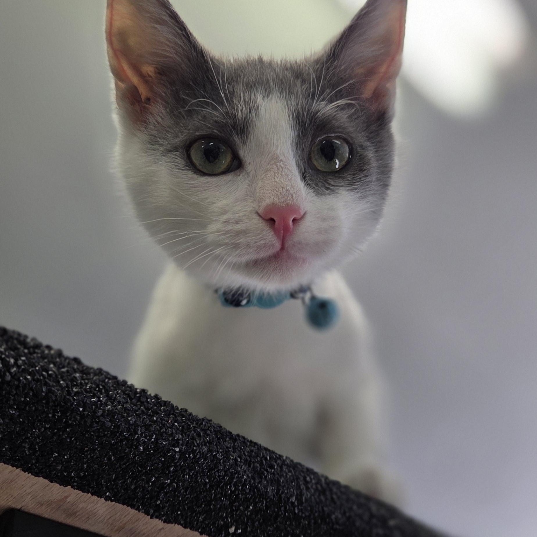 Enlarge Wallaby, an adoption pending Domestic Short Hair in Louisville, OH image 2/5
