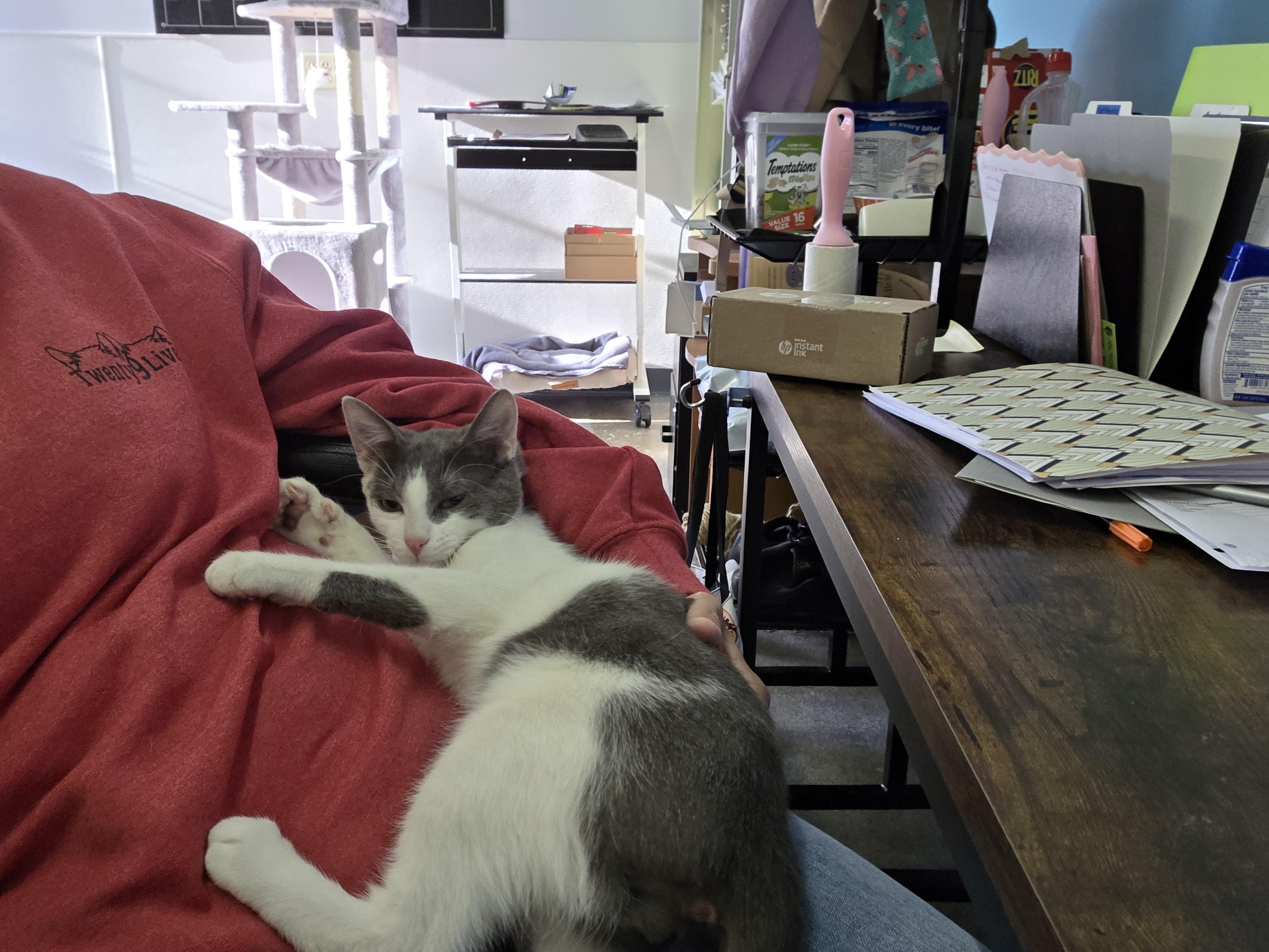 Enlarge Wallaby, an adoption pending Domestic Short Hair in Louisville, OH image 4/5