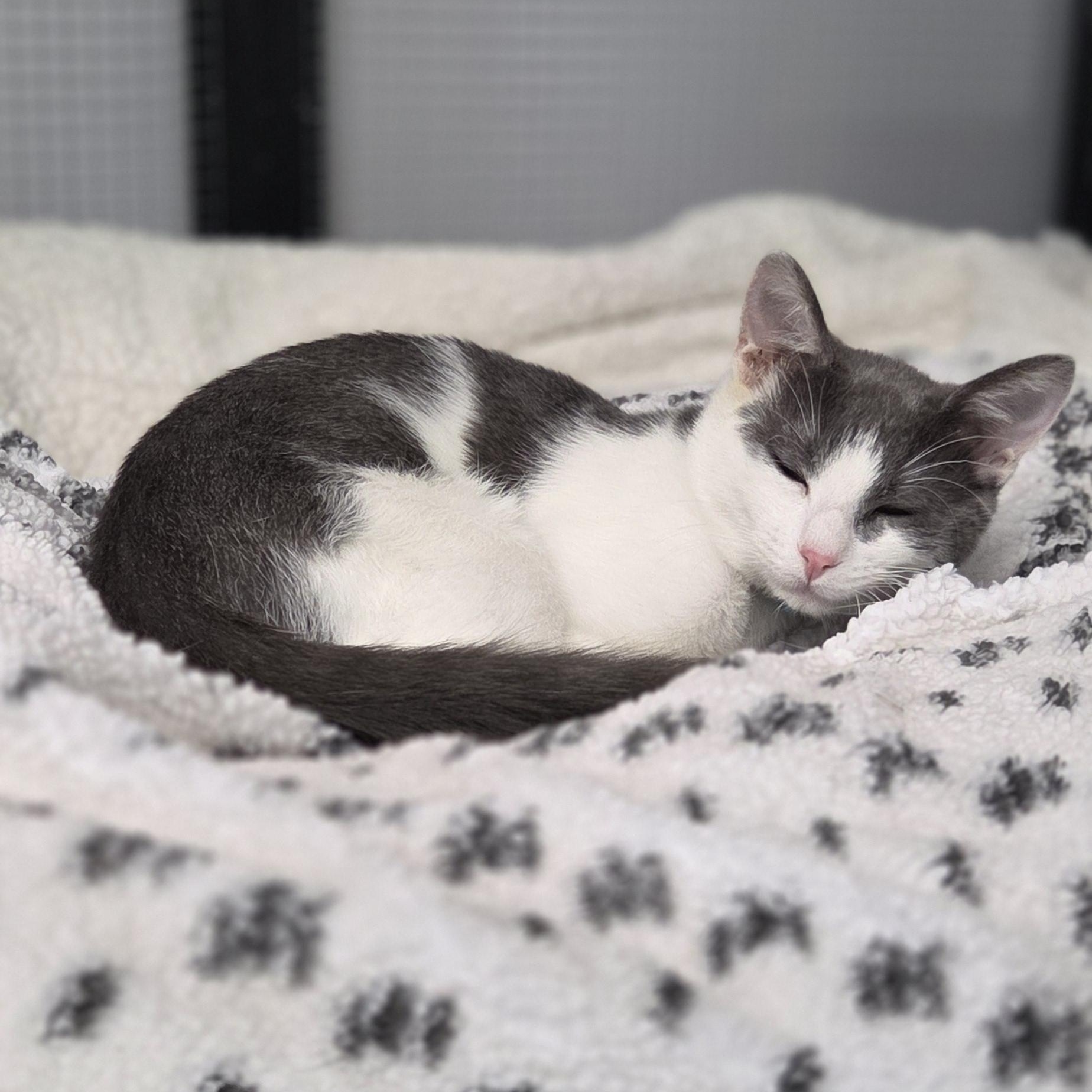 Enlarge Wallaby, an adoption pending Domestic Short Hair in Louisville, OH image 5/5