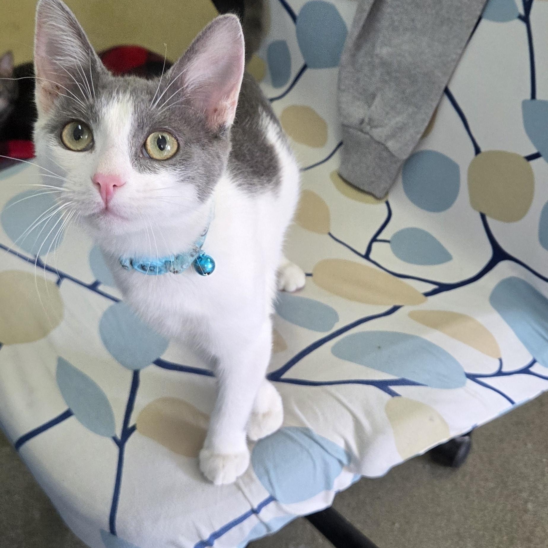 Wallaby, Adoptable, Kitten Male Domestic Short Hair.