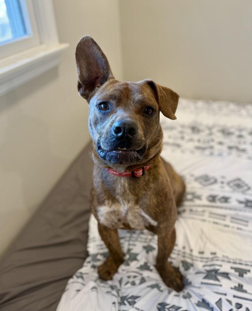 Rascal, Adoptable, Puppy Male Pit Bull Terrier & American Bulldog.