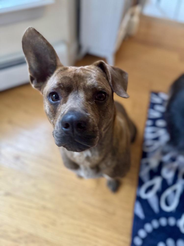 Enlarge Rascal, a Adoptable mixed breed in Greenlawn, NY image 1/6