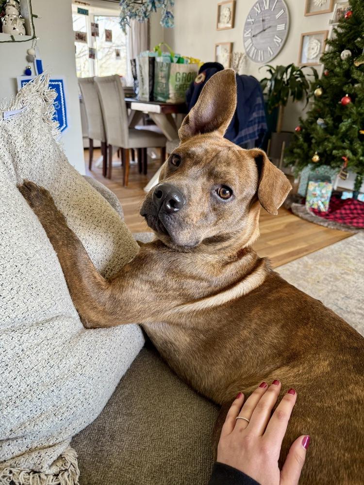 Enlarge Rascal, a Adoptable mixed breed in Greenlawn, NY image 2/6