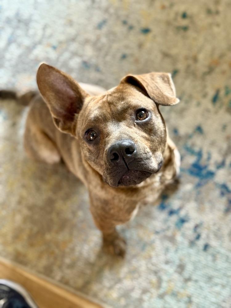 Enlarge Rascal, a Adoptable mixed breed in Greenlawn, NY image 3/6