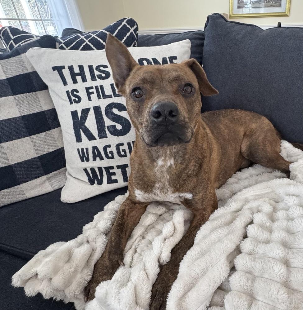 Enlarge Rascal, a Adoptable mixed breed in Greenlawn, NY image 3/6