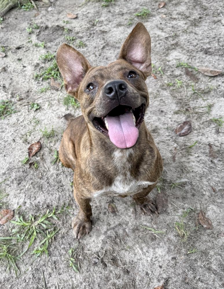 Enlarge Rascal, a Adoptable mixed breed in Greenlawn, NY image 4/6