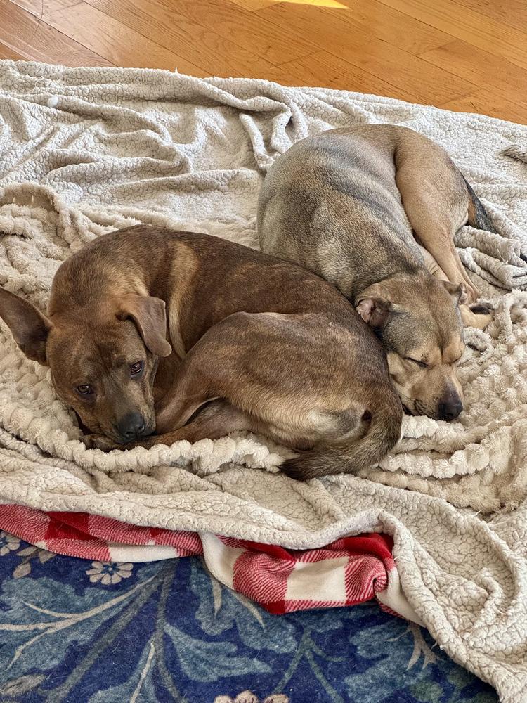 Enlarge Rascal, a Adoptable mixed breed in Greenlawn, NY image 5/6