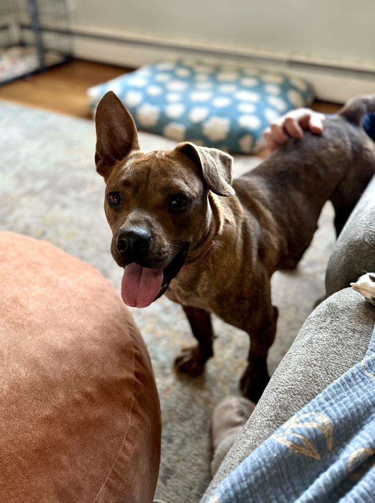 Enlarge Rascal, a Adoptable mixed breed in Greenlawn, NY image 4/6