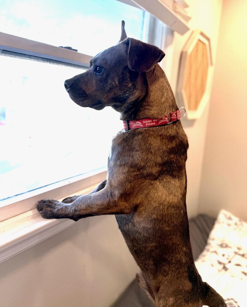 Enlarge Rascal, a Adoptable mixed breed in Greenlawn, NY image 5/6