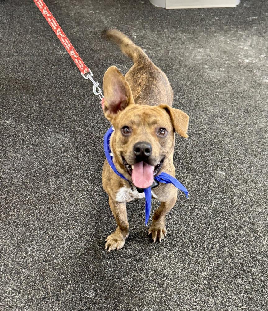 Enlarge Rascal, a Adoptable mixed breed in Greenlawn, NY image 6/6