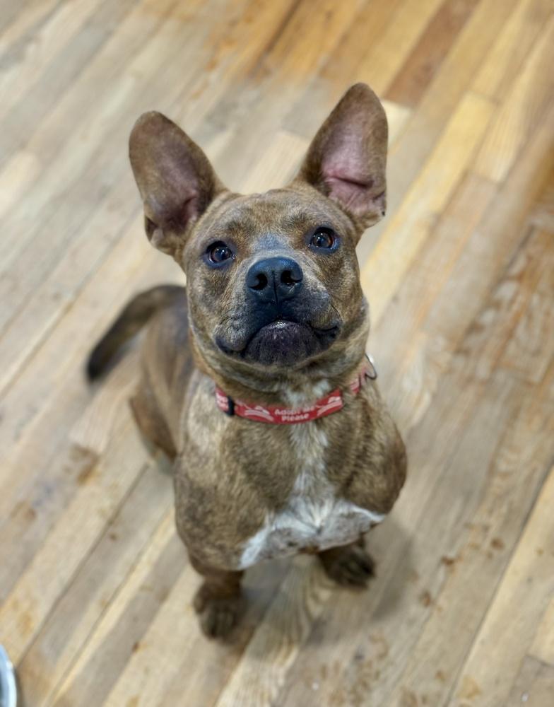 Enlarge Rascal, a Adoptable mixed breed in Greenlawn, NY image 6/6