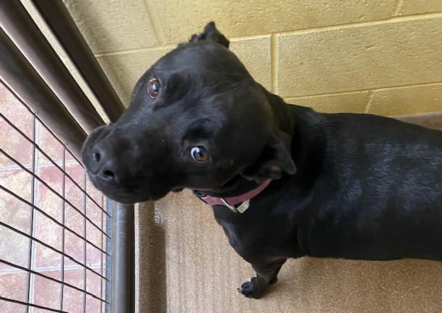 Lucy, an adoptable Black Labrador Retriever, Pit Bull Terrier in Choteau, MT, 59422 | Photo Image 1