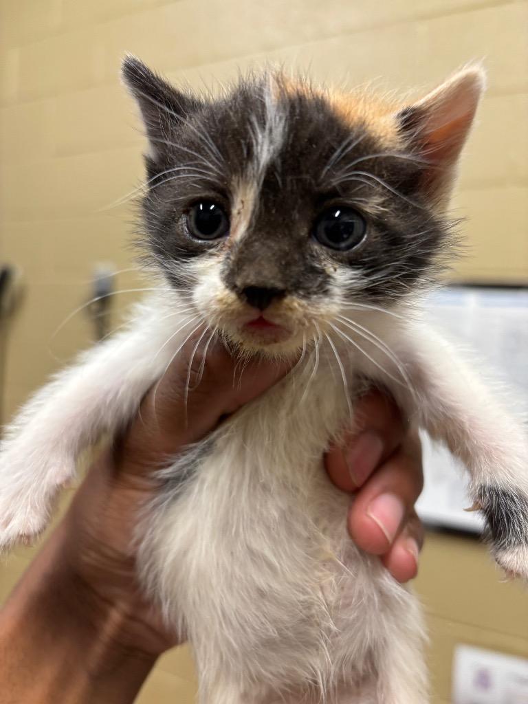 bowie, Adoptable, Kitten Female American Bobtail.