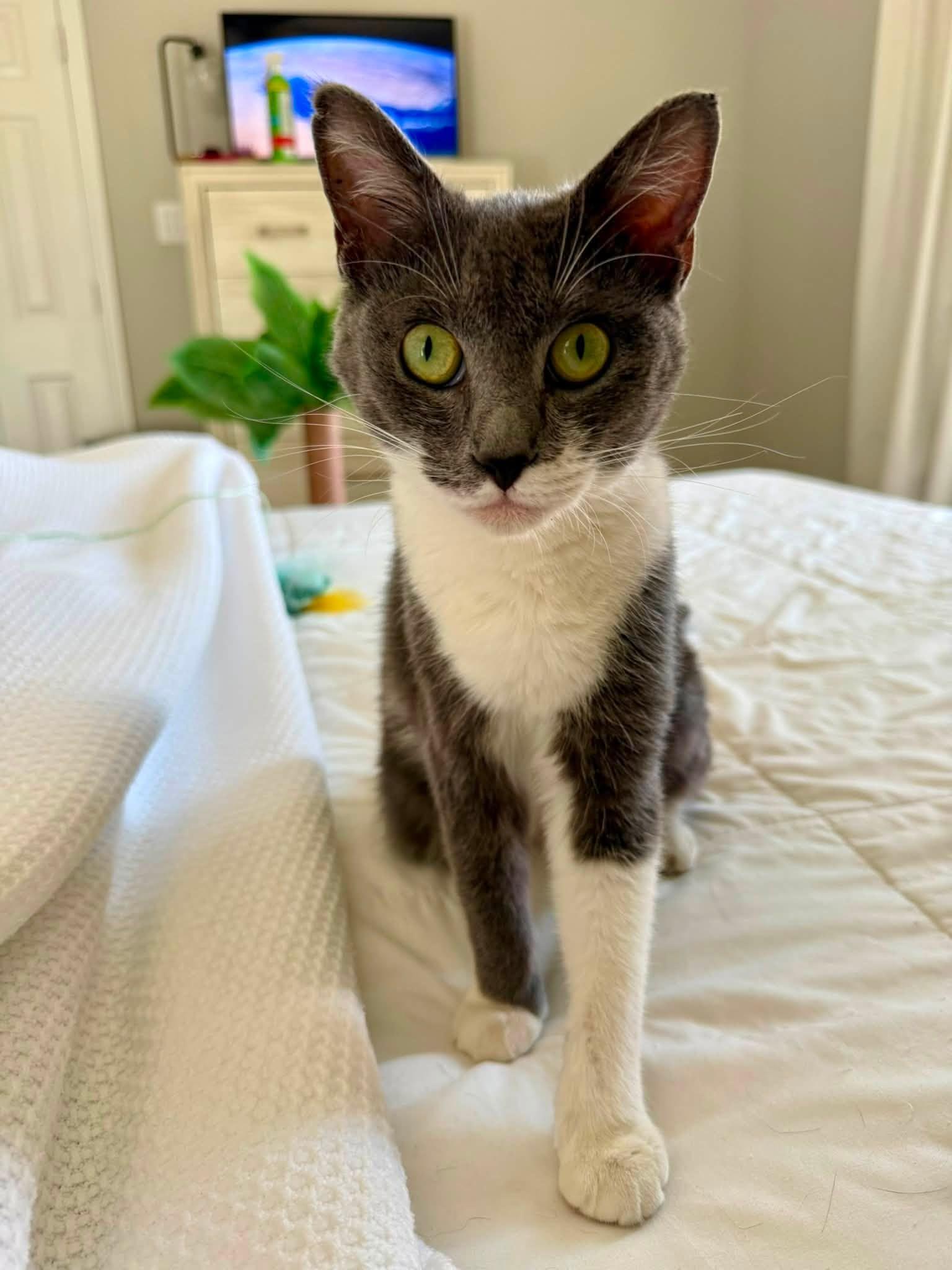 Enlarge Lexus, a Adopted American Shorthair in Frisco, TX image 2/4