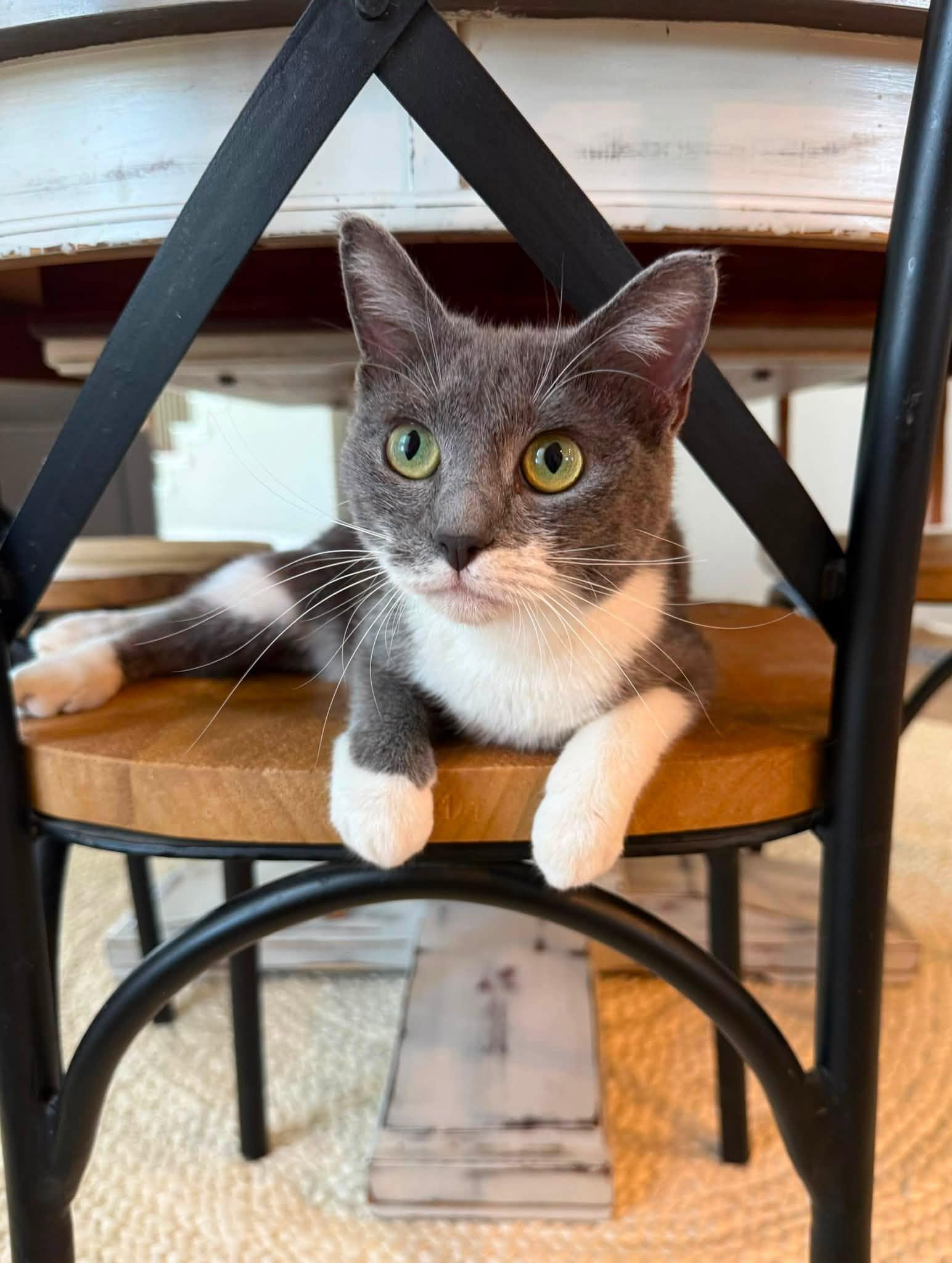 Enlarge Lexus, a Adopted American Shorthair in Frisco, TX image 1/4