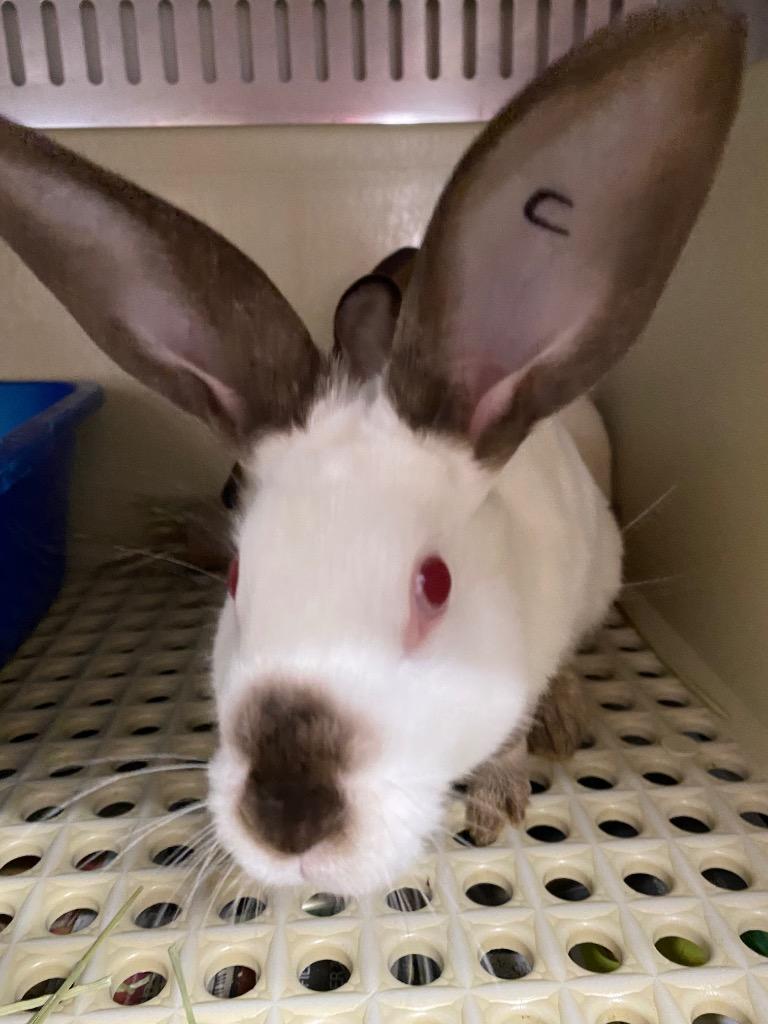 Enlarge Cadence / Aria, a Adoptable Californian in Pflugerville, TX image 1/5