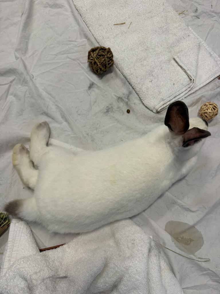 Enlarge Cadence / Aria, a Adoptable Californian in Pflugerville, TX image 2/5