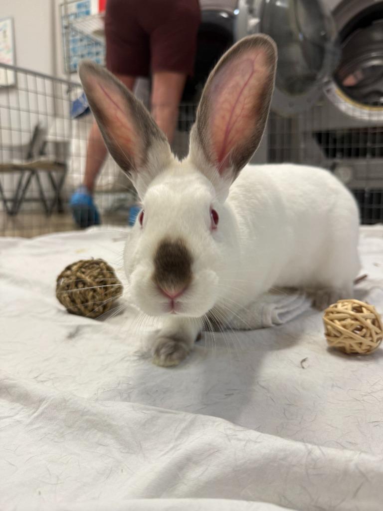 Enlarge Cadence / Aria, a Adoptable Californian in Pflugerville, TX image 4/5