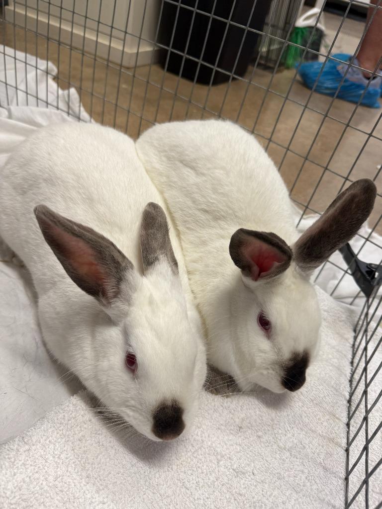 Cadence / Aria, a Adoptable Californian in Pflugerville, TX image 5/5