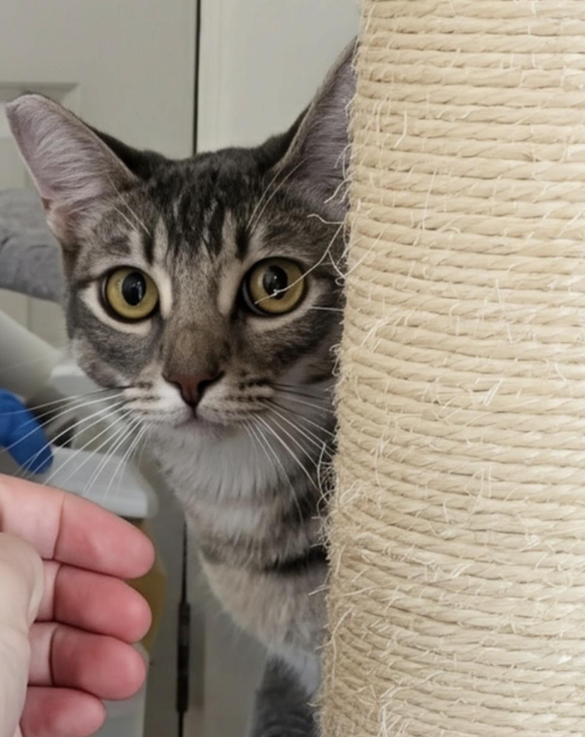 Enlarge Tanaka (Fka Wizard), a Adoptable Domestic Short Hair in La Jolla, CA image 1/2