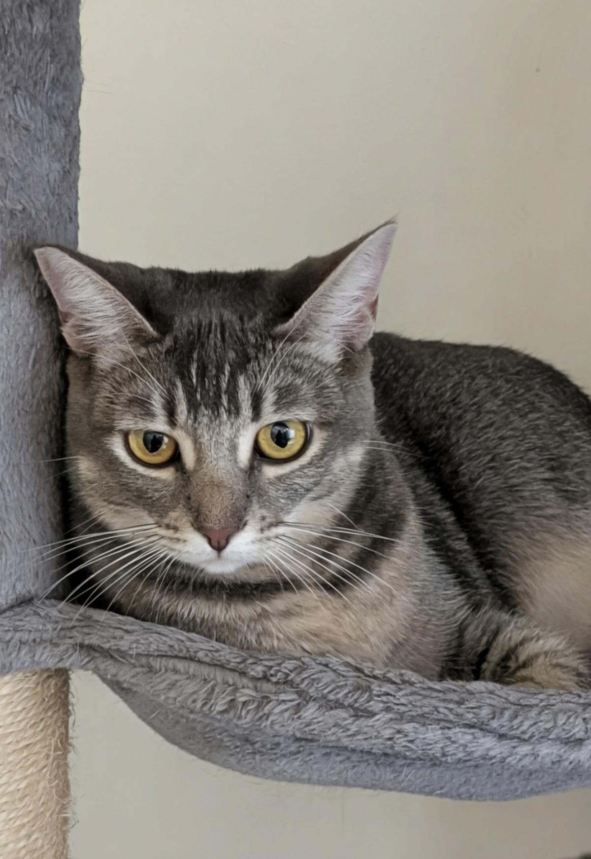 Enlarge Tanaka (Fka Wizard), a Adoptable Domestic Short Hair in La Jolla, CA image 2/2